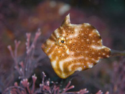 Pygmy Leatherjacket, Bare Island by Doug Anderson 